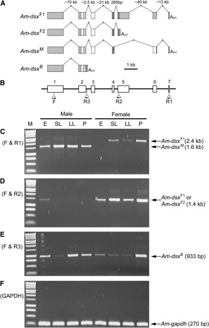 Figure 1.—