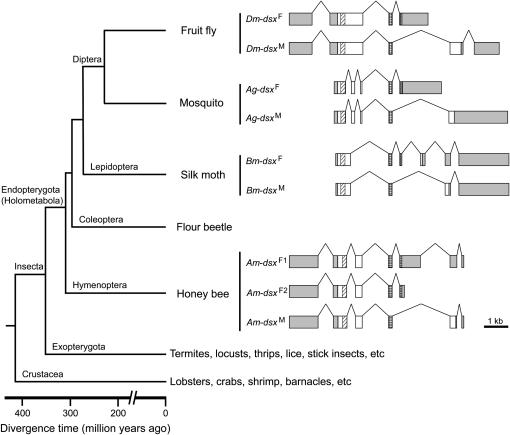 Figure 3.—