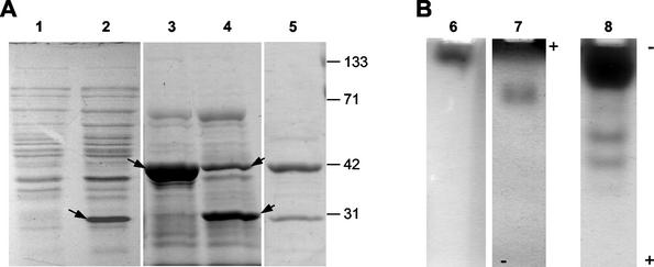 FIG. 4.