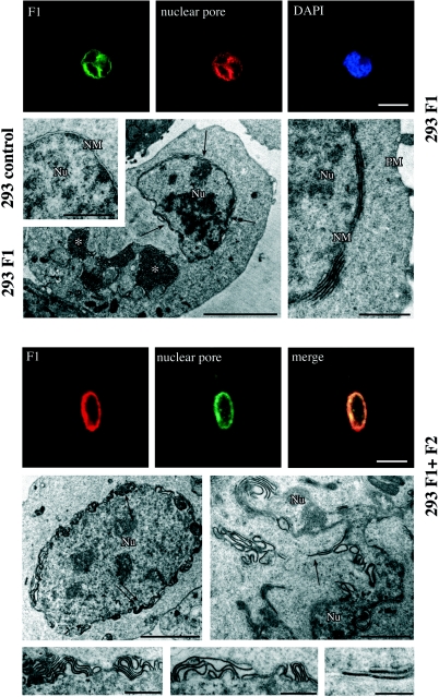 FIG. 8.