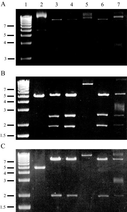 FIG. 2.