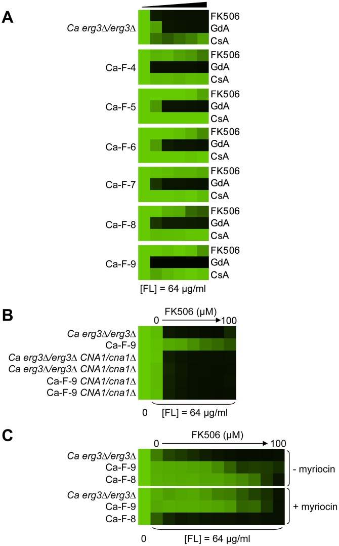 Figure 7