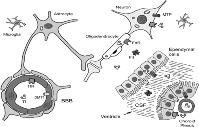 FIGURE 2