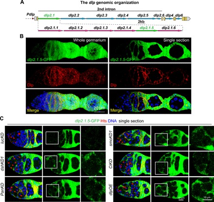 Fig. 4