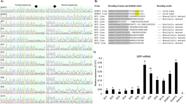 Figure 3. Gene editing and gene expression. (a) Sanger sequencing of PCR products from target sequence of the CRISPR/Cas9 NHEJ system. Forward and reverse sequencing were carried out using ZmUBI(F) and GFP(R) primers (Supplemental Table S2). ECWT1 and ECWT2 are transgenic plants positive for ZmUBI:GFP plants and negative for CRISPR/Cas9 NHEJ, while EC1 to EC10 are transgenic positive. Arrows above the sequencing chromatograms indicate the location of indels in the target sequence, resulting in the overlap of peaks in the chromatograms. (b) Decoding of the mono and biallelic indels in gfp transgene of the Setaria viridis co-transforming EC1 to EC10 events compared with ECWT1 and ECWT2 plants (negative controls for edition, gfp gene wild-type). (c) Relative expression of gfp mRNA by qRT-PCR from EC1 to EC10 co-transforming events (T0 lines), ECWT1 and ECWT2 plants (GFP-positive control), and SvA10.1 wild-type plants (non-transgenic; negative control). Statistical difference between each independent event was confirmed using Tukey’s HSD test (p-value<0.01).