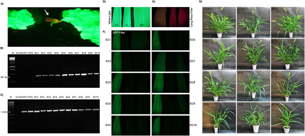 Figure 2. Genetic transformation of Setaria viridis with CRISPR/Cas9 NHEJ binary vector and plant evaluation. (a) Embryogenic callus observed under GFP long-pass filter (excitation and emission wavelength 395–455 nm and 480 nm, respectively). Arrowhead indicates a transgenic shoot regenerated under glufosinate-ammonium selection. (b) Agarose gel electrophoresis of PCR products from CRISPR-edited plants using primers specific for bar gene (top) and ZmUBI-1:GFP (bottom). MWM=1 kb ladder DNA molecular weight marker; ECWT1 and ECWT2 are transgenic plants positive for ZmUBI-1:GFP and negative for CRISPR/Cas9 NHEJ minimal expression cassette; EC1 to EC10 are independent co-transforming and edited events. (c) Imaging using GFP Filter (excitation and emission wavelength 450–490 nm and 500–550 nm, respectively). Leaf from S. viridis A10.1 constitutively expressing GFP protein (positive control: C+); leaf from non-transgenic plants (negative control: C−); leaves from S. viridis A10.1 constitutively expressing GFP protein and co-transformed with CRISPR/Cas9 NHEJ binary vector (EC1 to EC10). (d) Phenotype of mature edited T0 event (EC1) compared with a non-edited plant (ECWT1 and ECWT2), illustrating the normal development of edited plants.