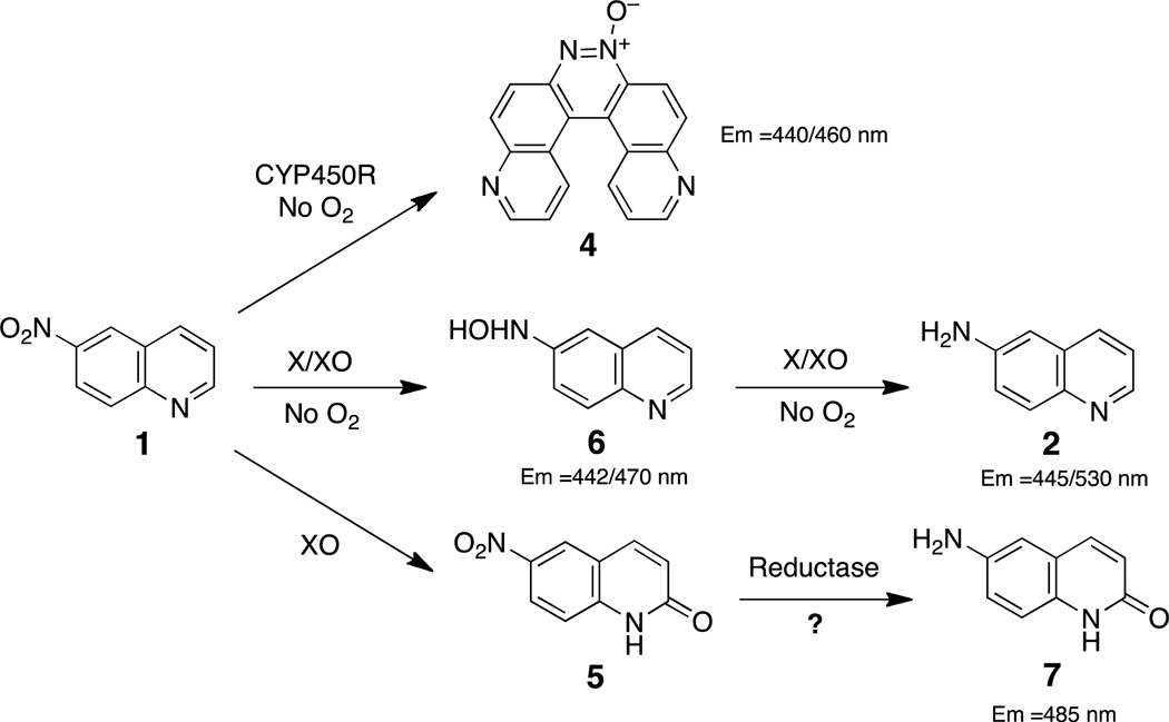 Scheme 5