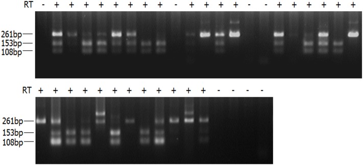 FIGURE 1