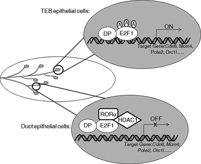 FIG 6