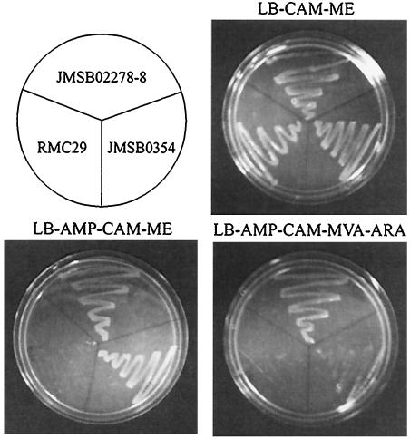 FIG. 1.