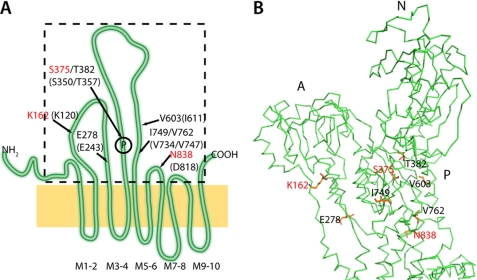 FIGURE 7.