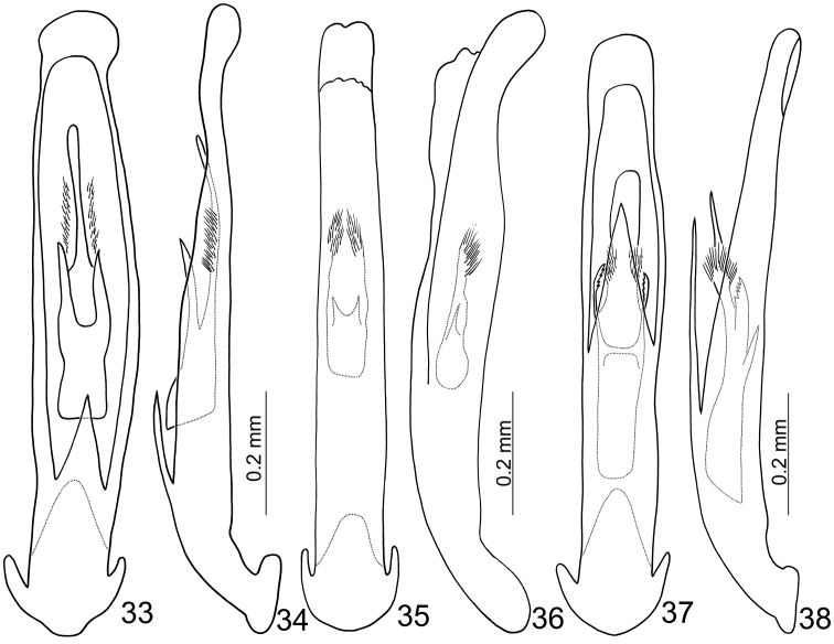 Figures 33–38.