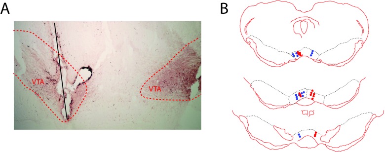 Figure 5—figure supplement 1.