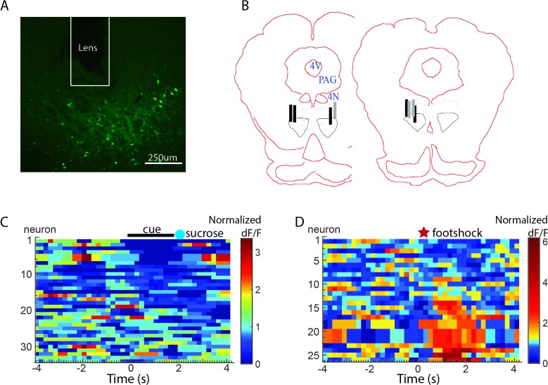 Figure 4—figure supplement 1.