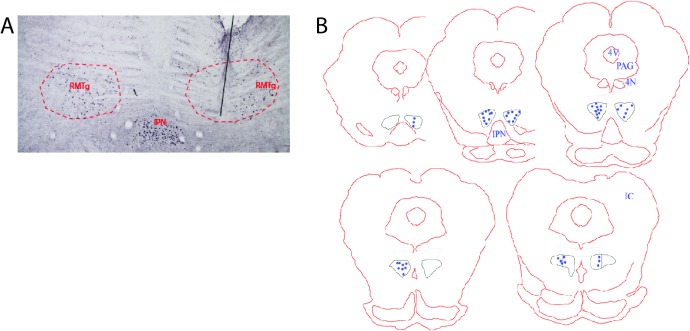 Figure 2—figure supplement 1.