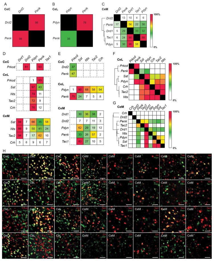 Basolateral to central amygdala neural circuits for appetitive ...