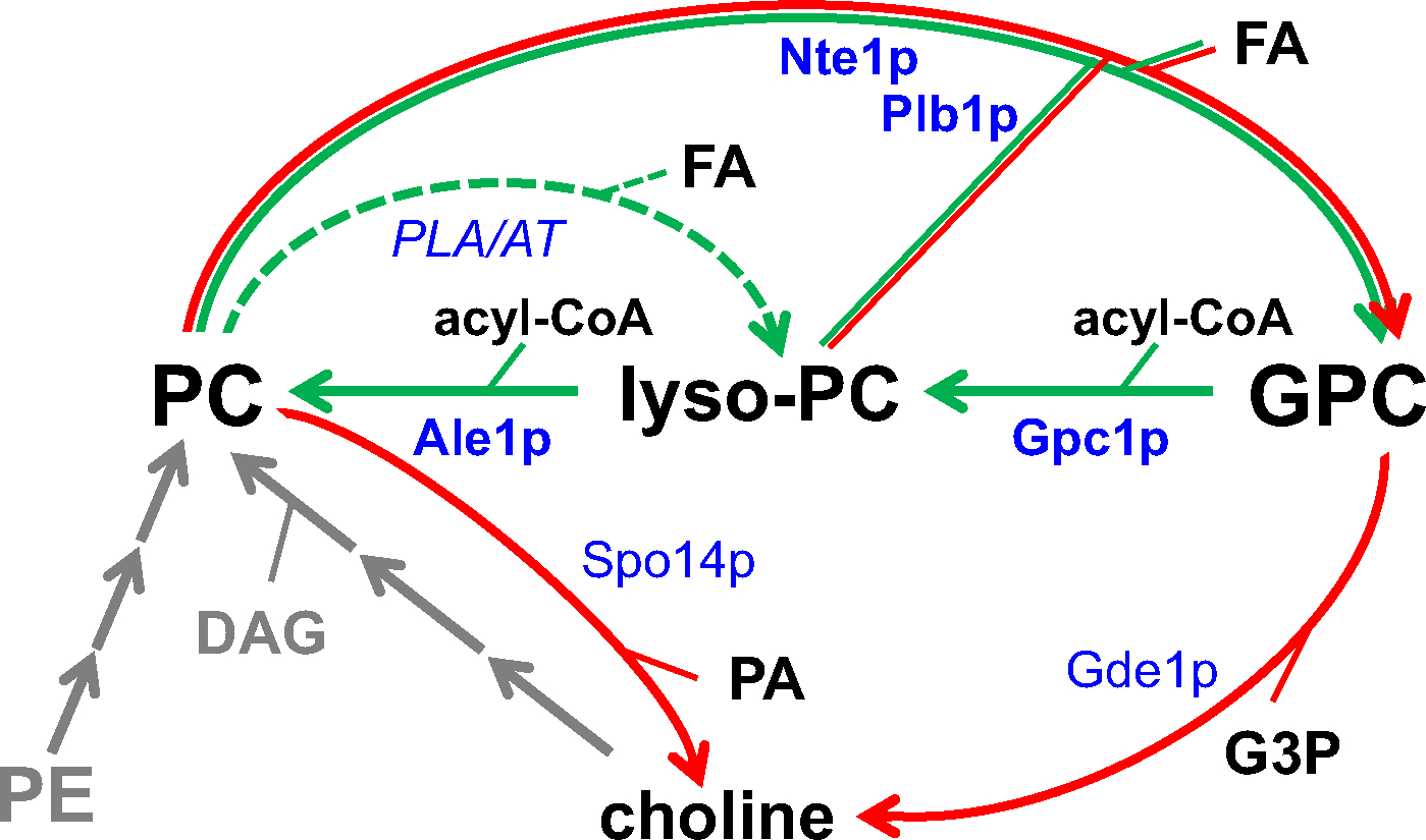 Fig. 2.