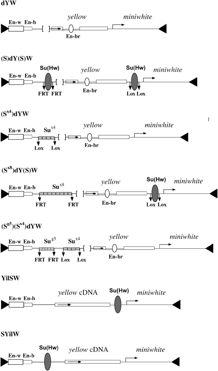 Figure 1.—