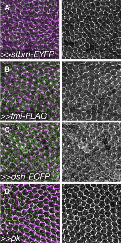 Supplementary Fig. 2