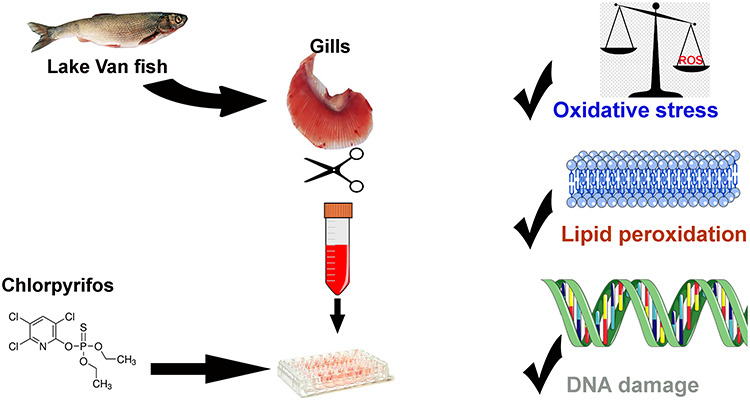 Graphical Abstract