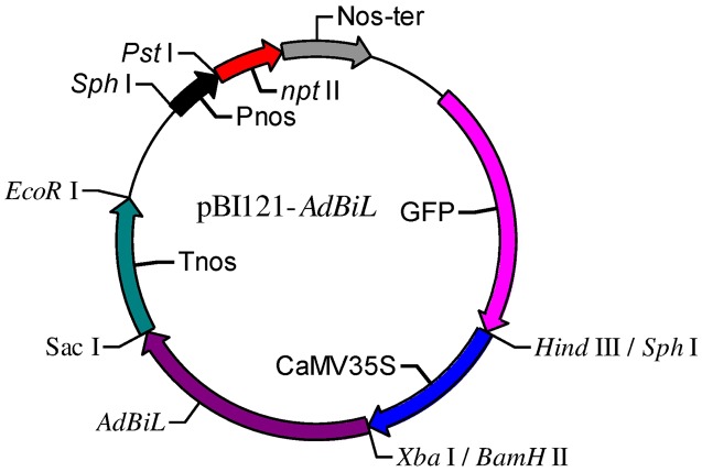 FIGURE 1