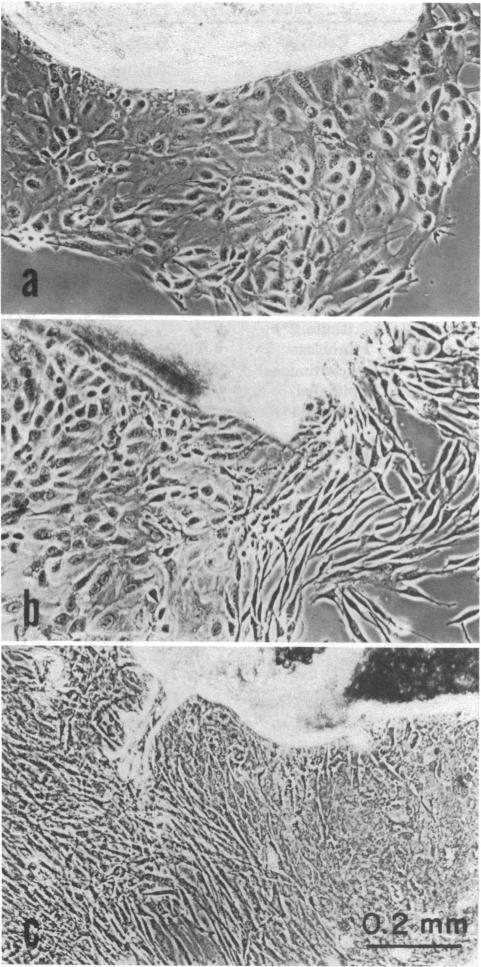 graphic file with name pnas00004-0304-a.jpg