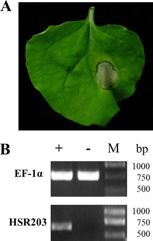 FIG 2