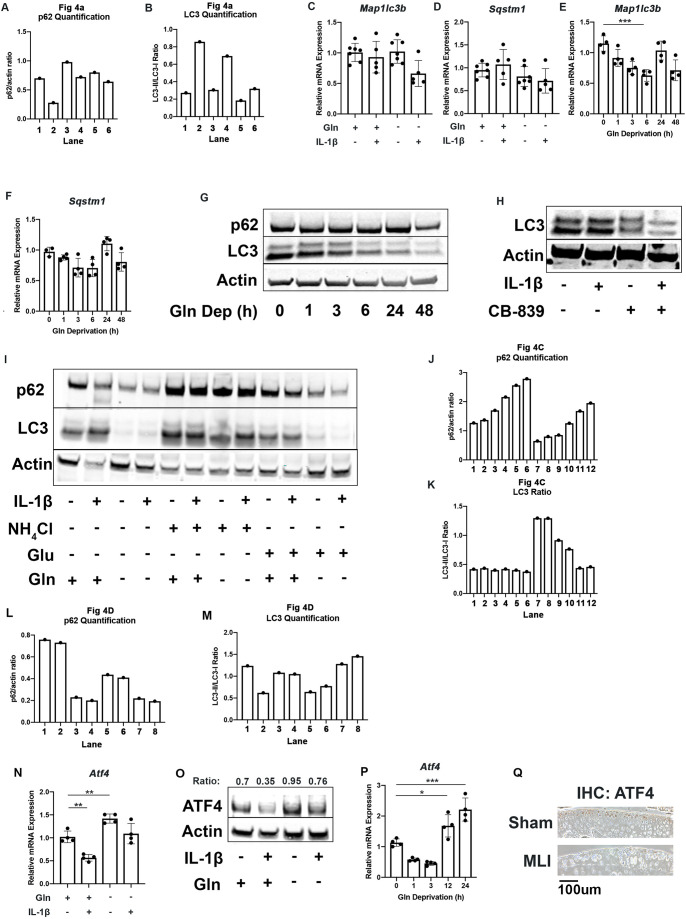 Figure 4—figure supplement 1.