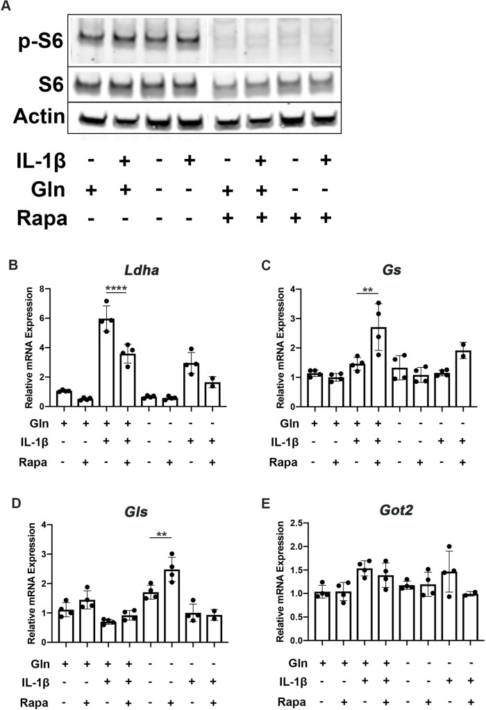 Figure 5—figure supplement 1.