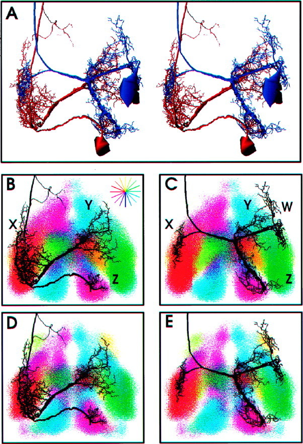 Fig. 7.