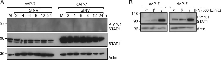 FIG 6