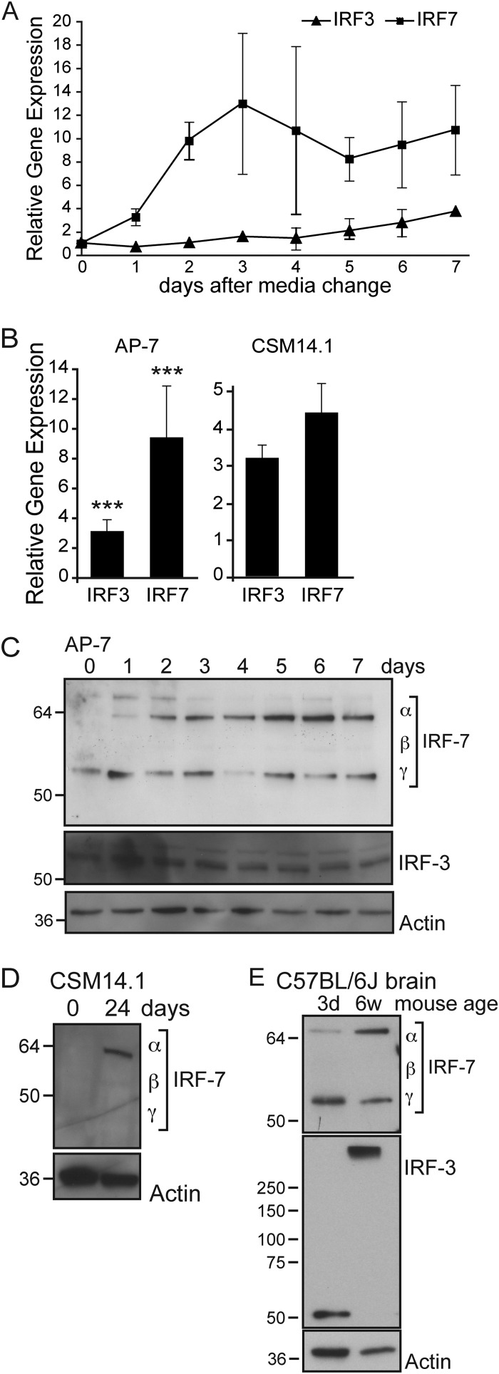 FIG 7