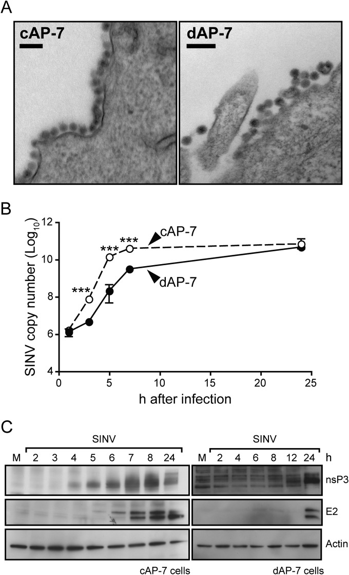 FIG 2