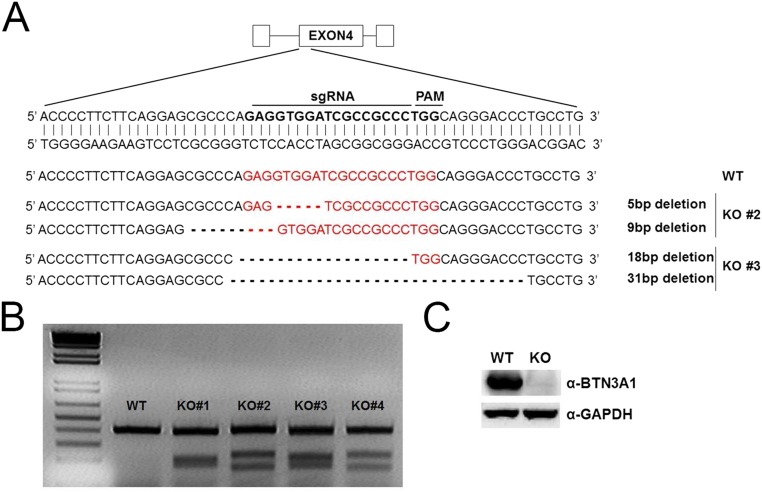 Fig. S3.