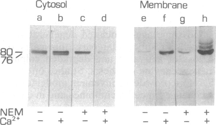 graphic file with name pnas01139-0058-c.jpg