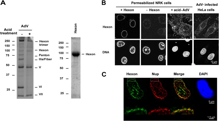 FIG 1