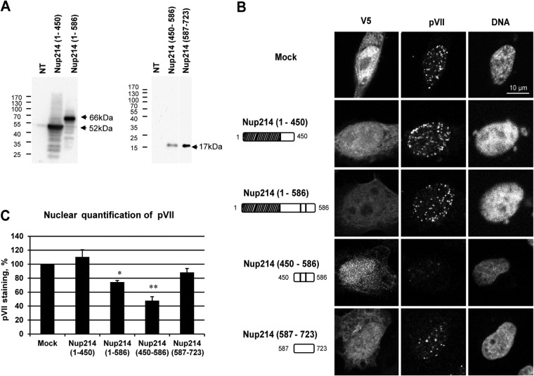 FIG 6