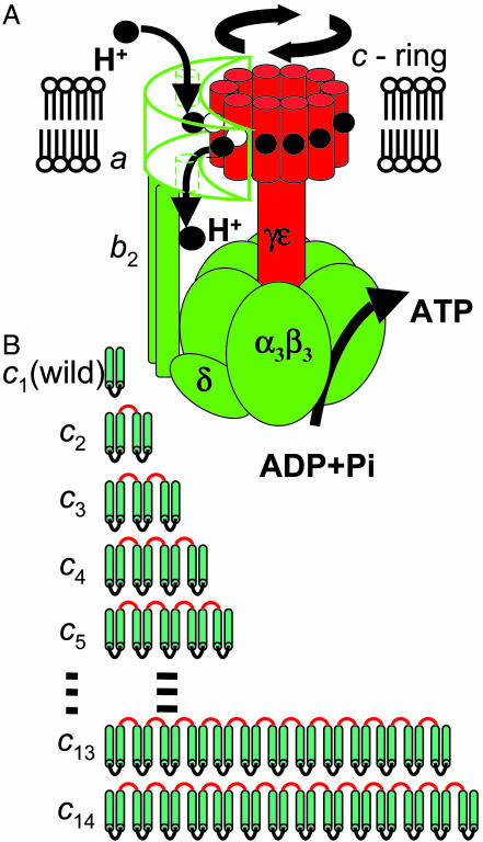 Fig. 1.