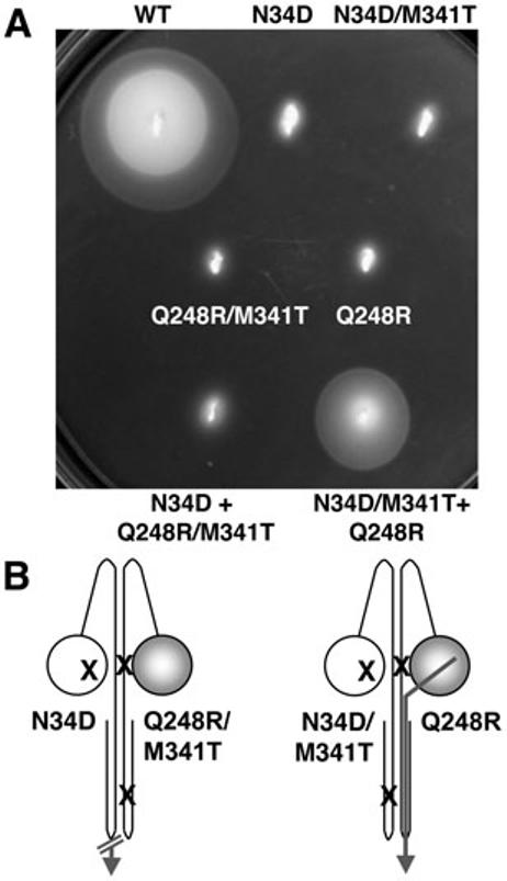 Fig. 4