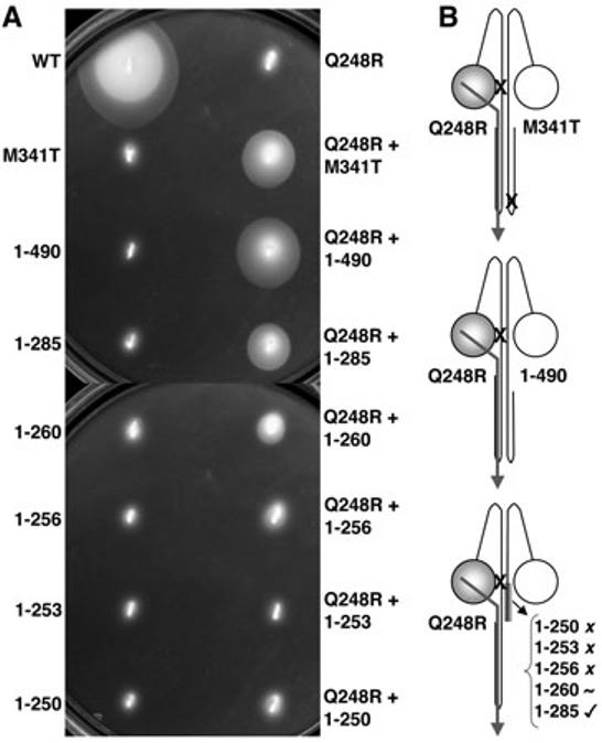 Fig. 5