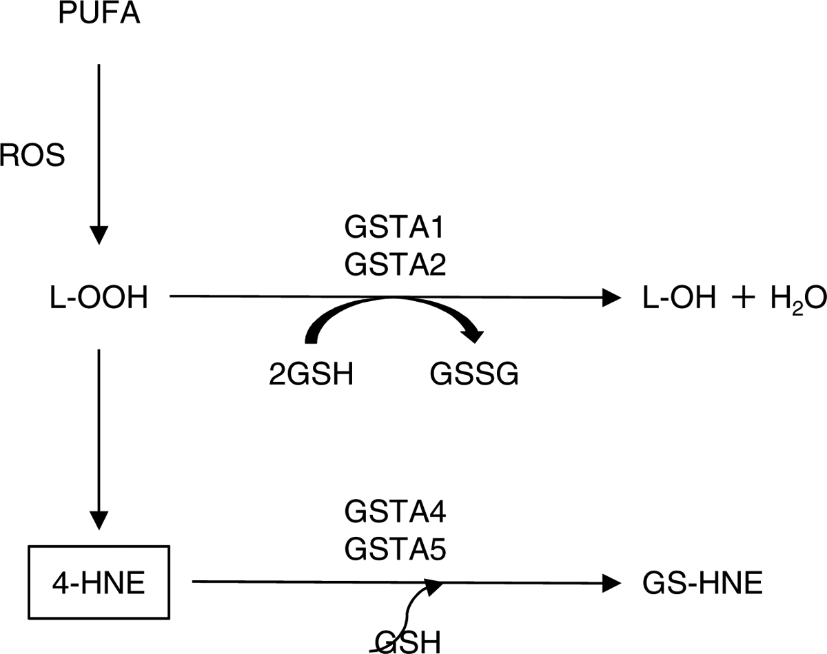 Fig 3.