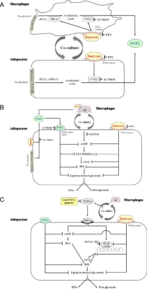 Fig. 12