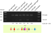 F<sc>igure</sc> 4.—