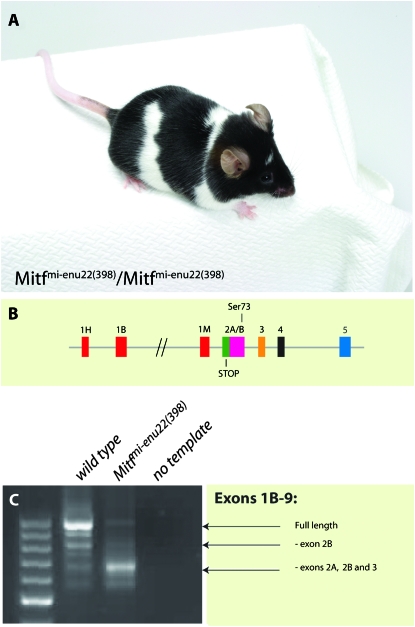 Figure 7.—