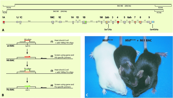 Figure 1.—