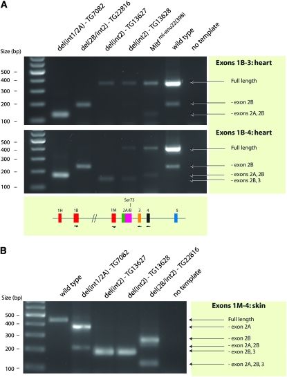 Figure 6.—