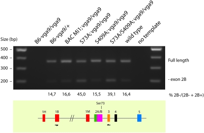 Figure 4.—