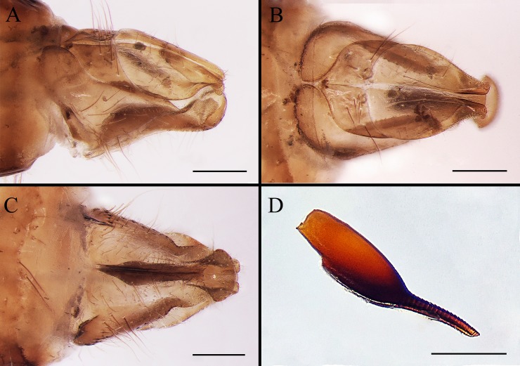 Gasterophilus flavipes (Oestridae: Gasterophilinae): A horse stomach ...