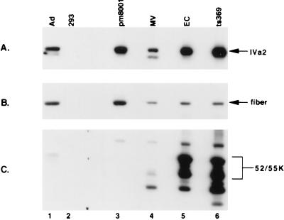 FIG. 10