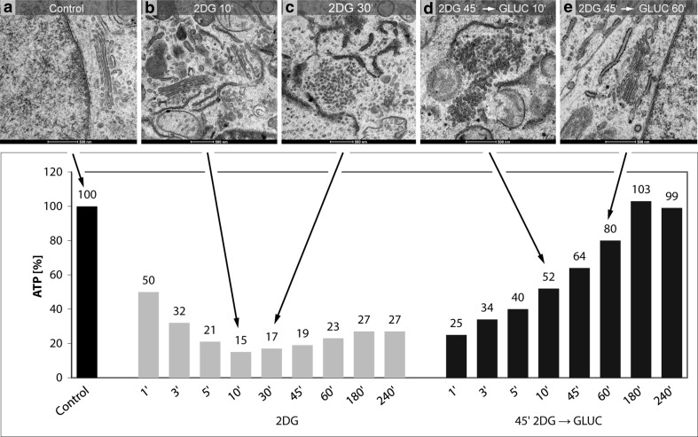 Fig. 12